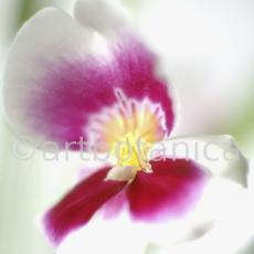 Orchidee-Miltonia-6