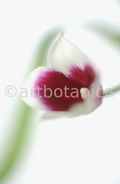 Orchidee-Miltonia-5