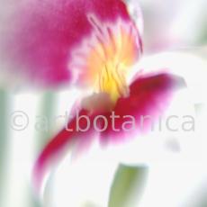 Orchidee-Miltonia-10