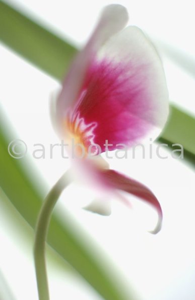 Orchidee-Miltonia-17
