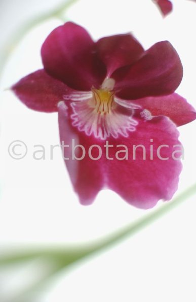 Orchidee-Miltonia-1