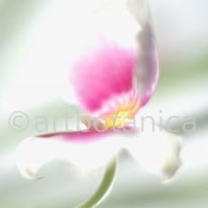 Orchidee-Miltonia-7