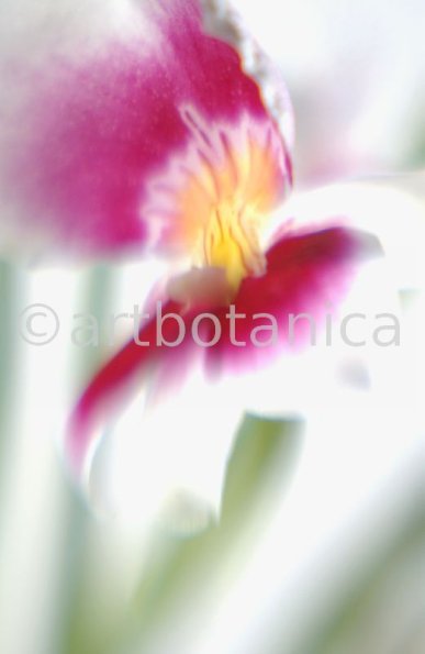 Orchidee-Miltonia-10