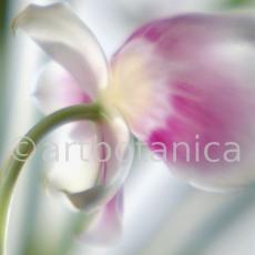 Orchidee-Miltonia-8