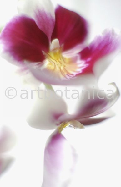 Orchidee-Miltonia-15