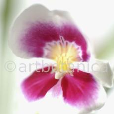 Orchidee-Miltonia-9