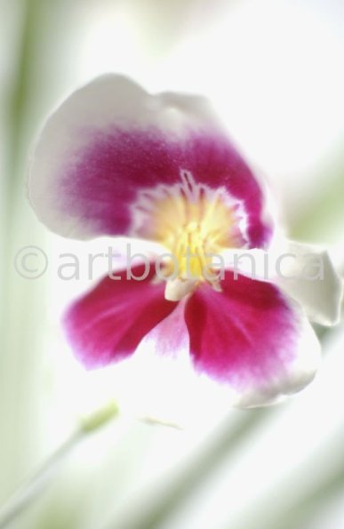 Orchidee-Miltonia-9