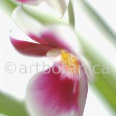Orchidee-Miltonia-19