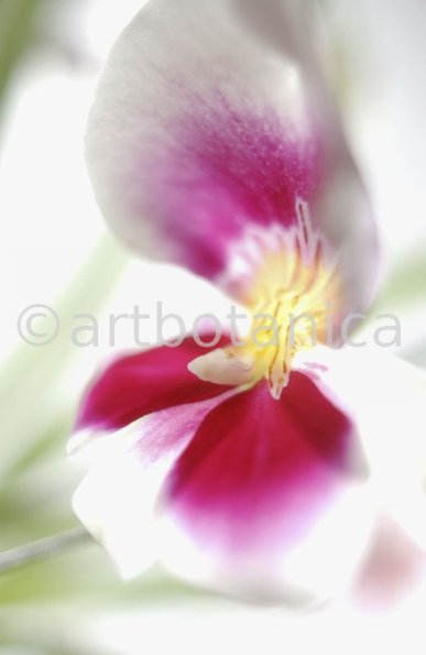 Orchidee-Miltonia-12