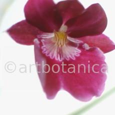 Orchidee-Miltonia-1