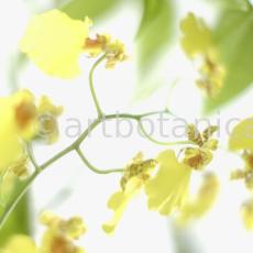 Orchidee-Oncidium-7