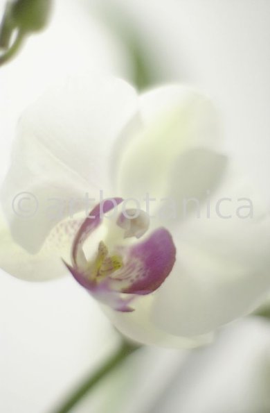 Orchidee-Phalenopsis-76