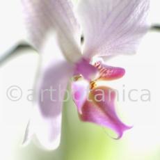 Orchidee-Phalenopsis-105