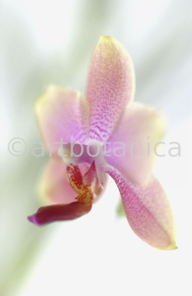 Orchidee-Phalenopsis-125