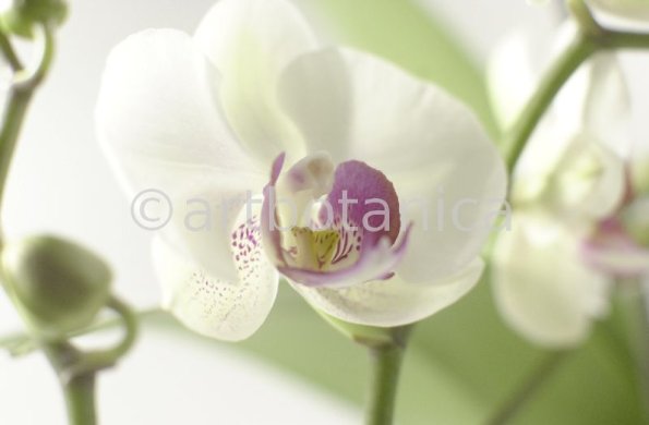 Orchidee-Phalenopsis-84