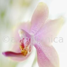 Orchidee-Phalenopsis-122