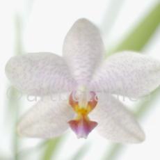 Orchidee-Phalenopsis-87