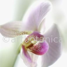Orchidee-Phalenopsis-108