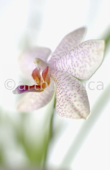 Orchidee-Phalenopsis-100