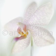 Orchidee-Phalenopsis-89