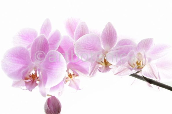 Orchidee-Phalenopsis-16