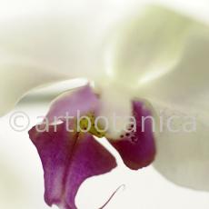 Orchidee-Phalenopsis-82