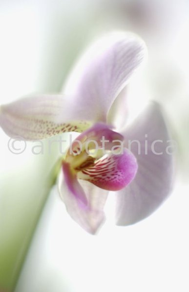 Orchidee-Phalenopsis-108
