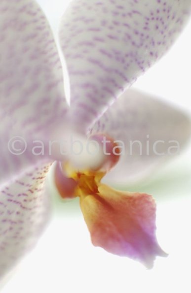 Orchidee-Phalenopsis-115