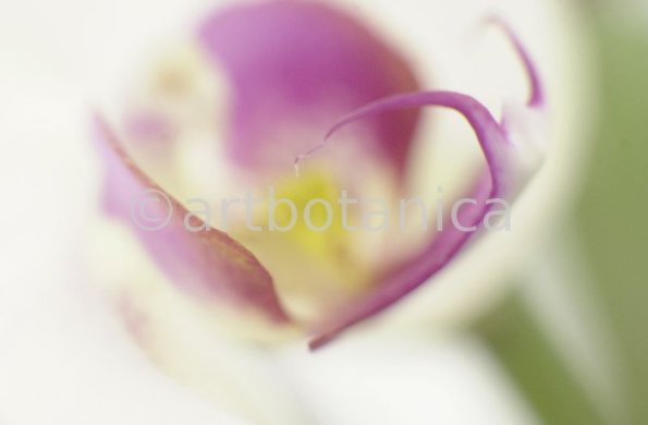 Orchidee-Phalenopsis-73