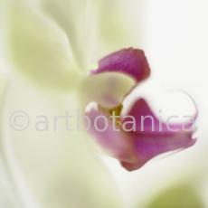 Orchidee-Phalenopsis-72