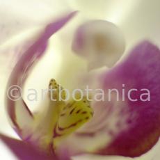 Orchidee-Phalenopsis-85