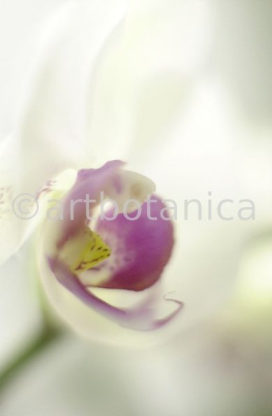 Orchidee-Phalenopsis-77
