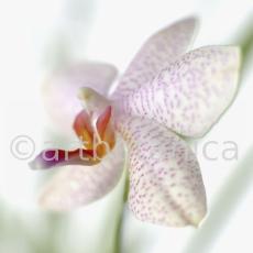 Orchidee-Phalenopsis-100