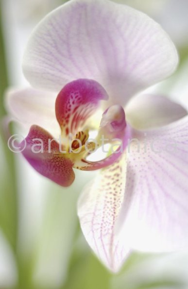 Orchidee-Phalenopsis-112