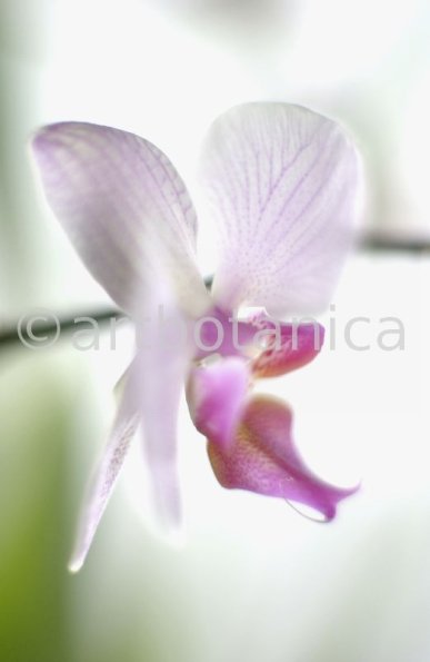 Orchidee-Phalenopsis-104