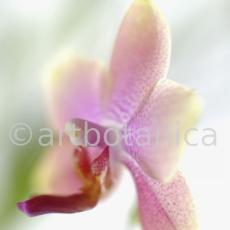 Orchidee-Phalenopsis-126