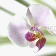 Orchidee-Phalenopsis-113