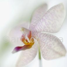 Orchidee-Phalenopsis-91