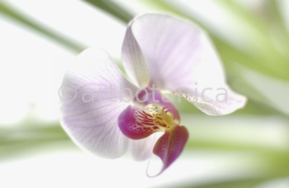 Orchidee-Phalenopsis-113