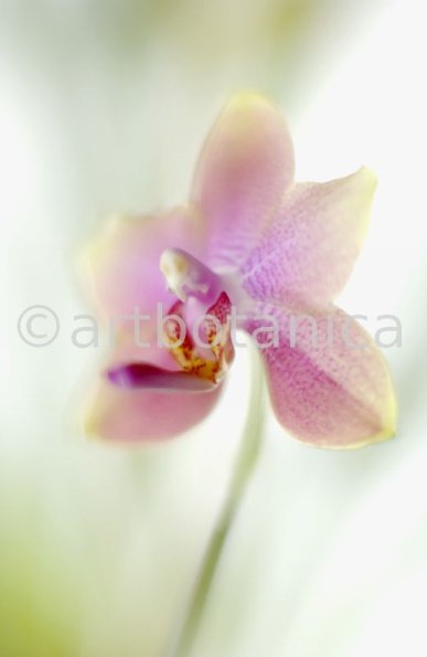 Orchidee-Phalenopsis-117