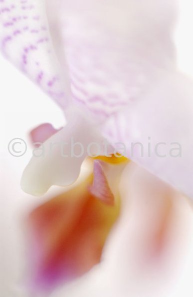 Orchidee-Phalenopsis-78