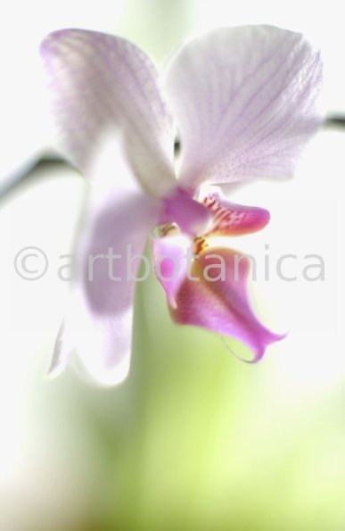 Orchidee-Phalenopsis-105
