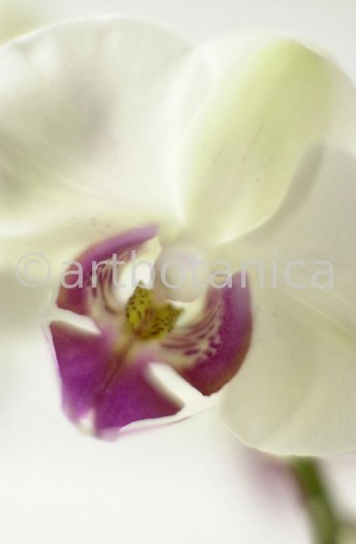 Orchidee-Phalenopsis-70