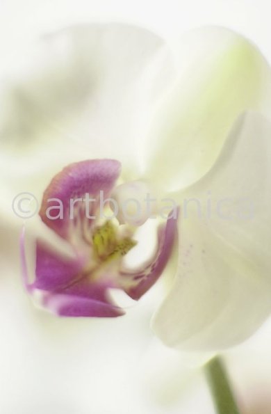 Orchidee-Phalenopsis-71