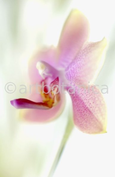 Orchidee-Phalenopsis-118