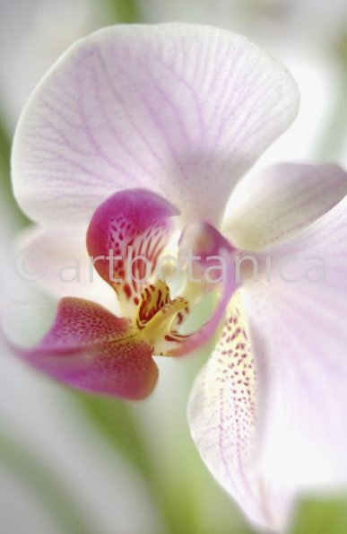 Orchidee-Phalenopsis-111