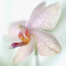 Orchidee-Phalenopsis-88