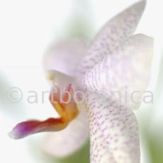 Orchidee-Phalenopsis-98