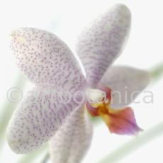 Orchidee-Phalenopsis-99
