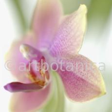 Orchidee-Phalenopsis-124
